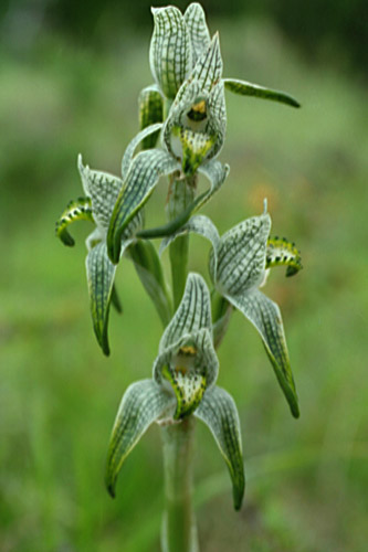 Orquidea vy Porcelana (Chloraea Magellenica)